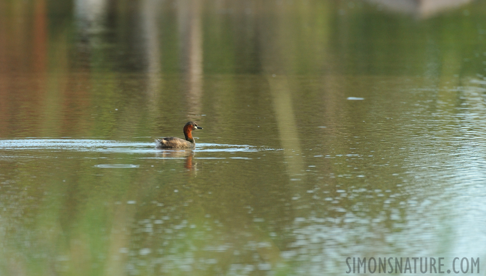 Tachybaptus ruficollis capensis [550 mm, 1/320 Sek. bei f / 8.0, ISO 1000]